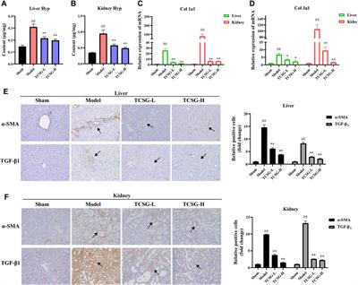 Total C-21 Steroidal Glycosides From Baishouwu Ameliorate Hepatic and Renal Fibrosis by Regulating IL-1β/MyD88 Inflammation Signaling